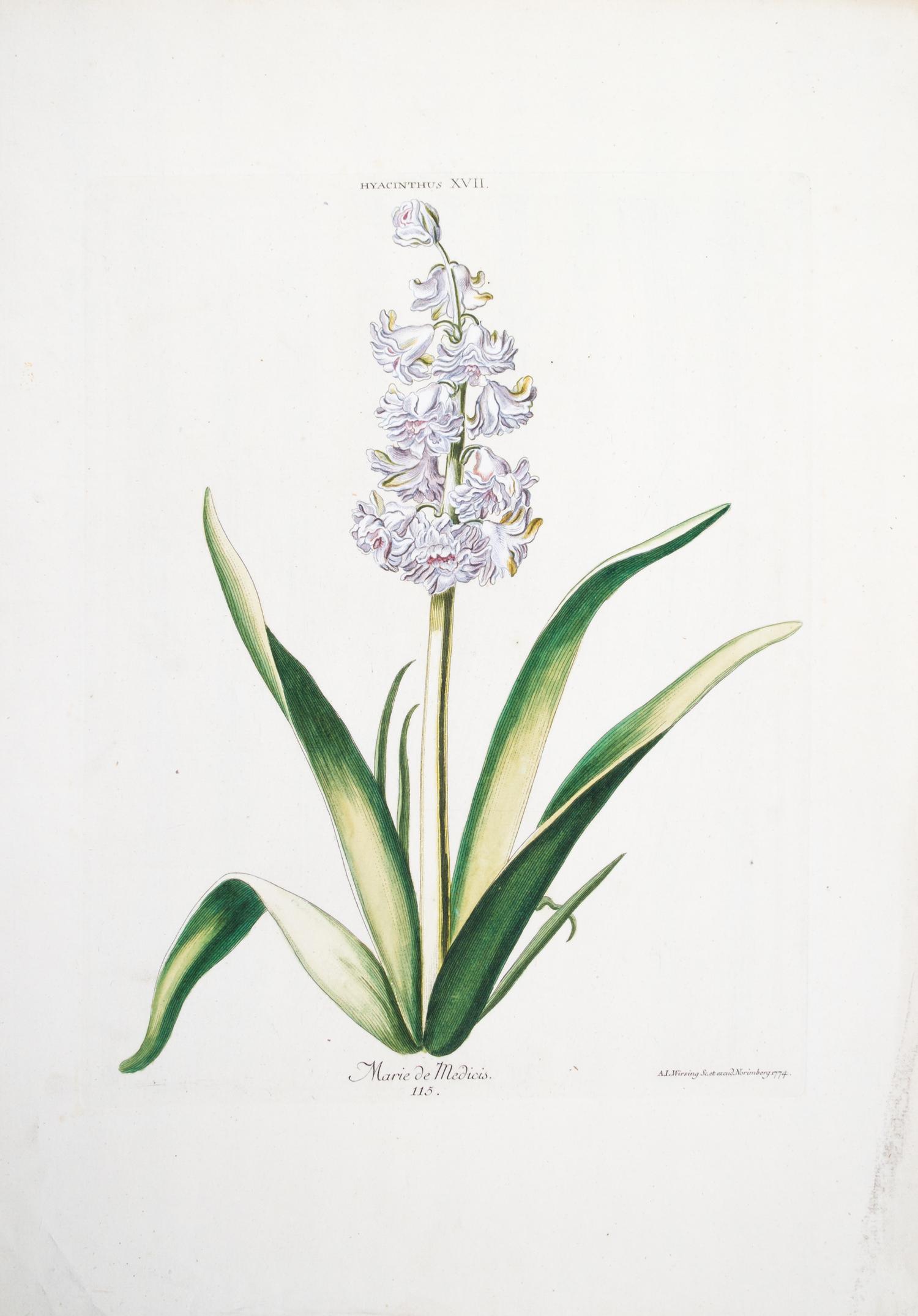 (BOTANY) TREW, CHRISTOPHER JACOB. Hyacinthus XVII... Engraving w/hand-coloring from Hortus Nitidissimis. (Nuremberg, 175-86).
