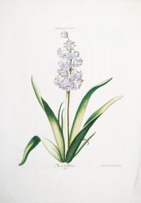 (BOTANY) TREW, CHRISTOPHER JACOB. Hyacinthus XVII... Engraving w/hand-coloring from Hortus Nitidissimis. (Nuremberg, 175-86).