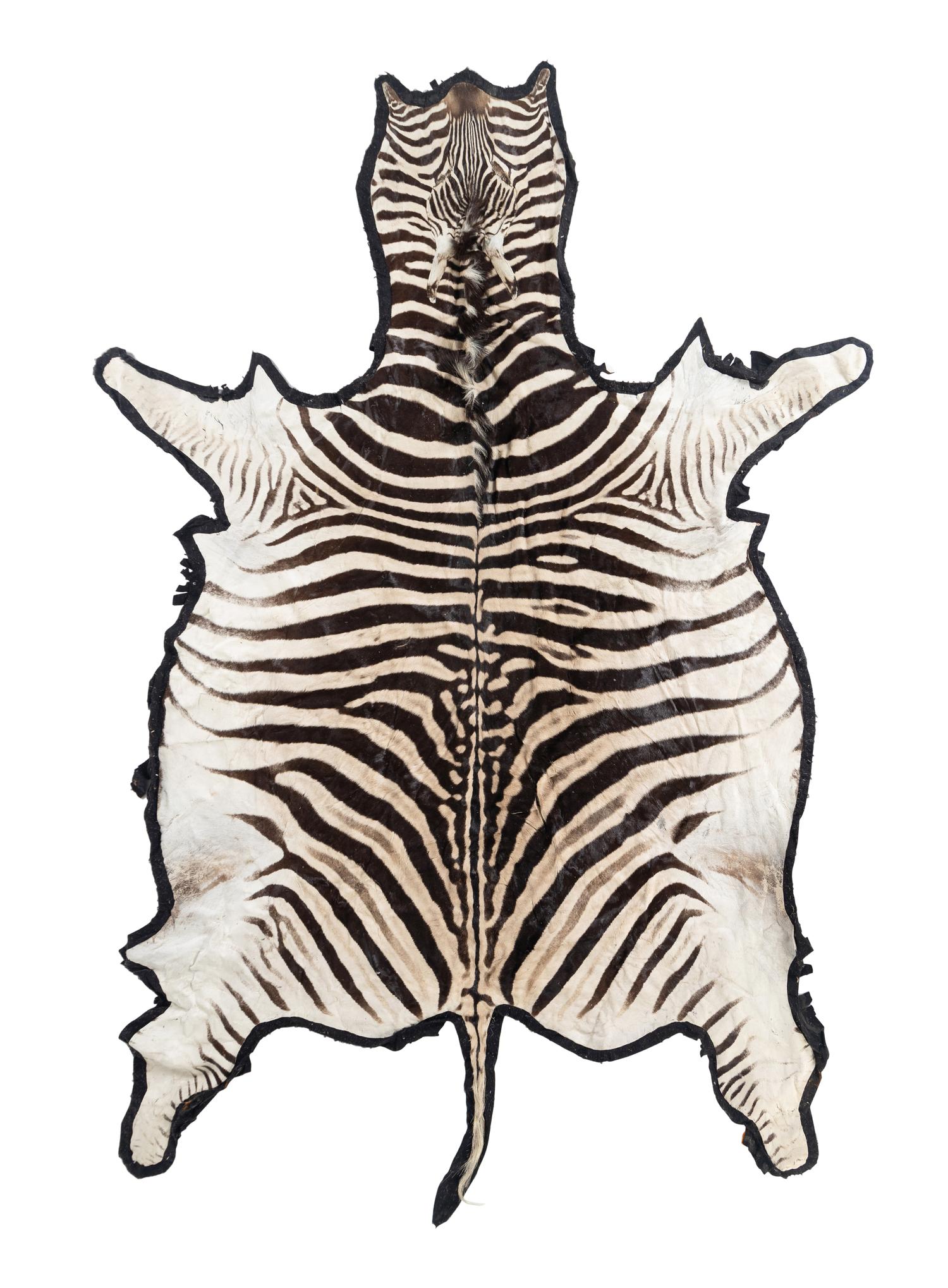A Taxidermy Zebra Rug