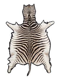 A Taxidermy Zebra Rug