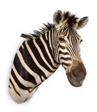 A Shoulder Mount Taxidermy Zebra — 20TH CENTURY