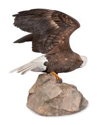 Approaching Storm (Bald Eagle) , 1988