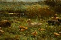Ducks by a Pond