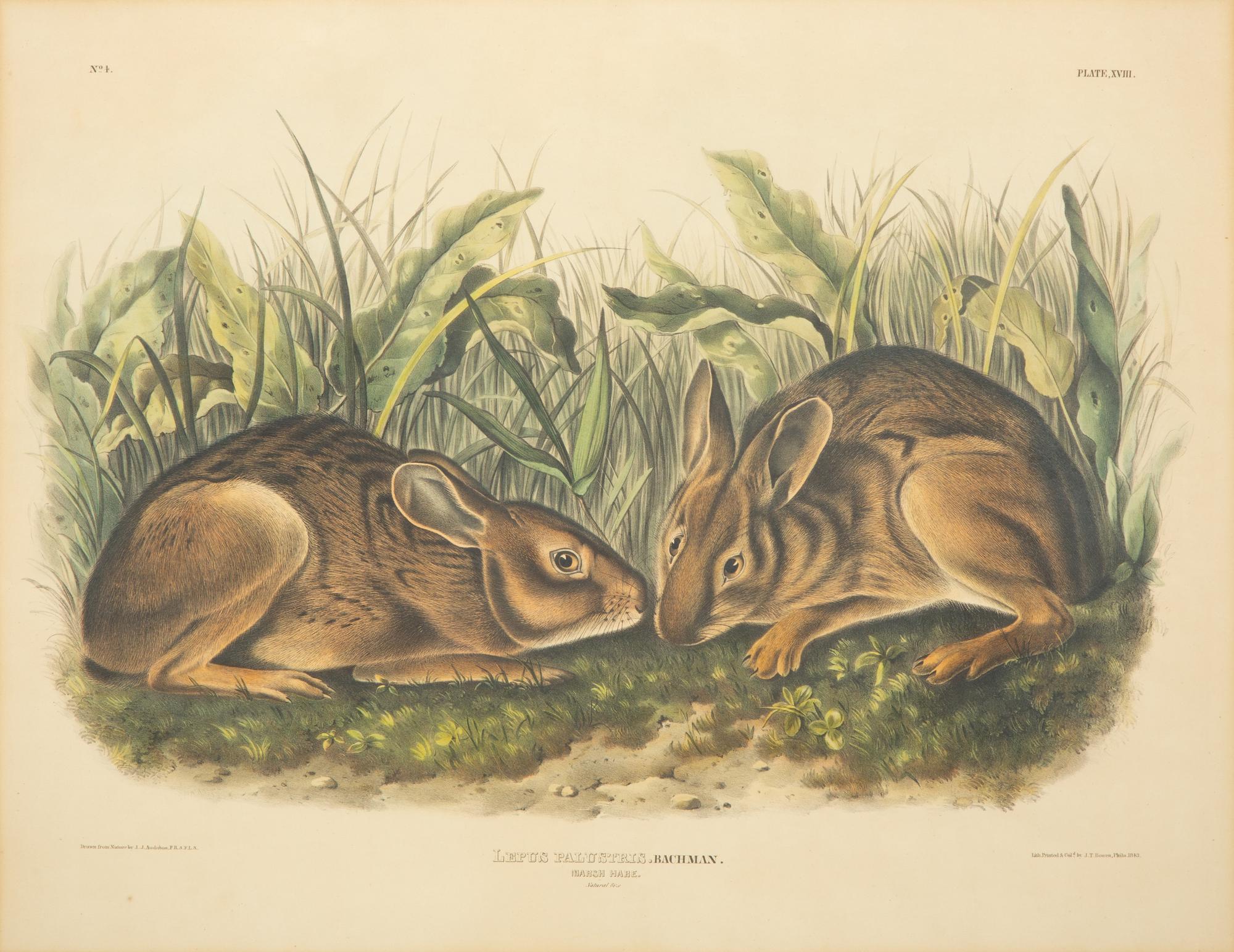 Lepus Americanus , Lepus Aquaticus , Lepus Nigricaudatus , and Lepus Palustris (Four Works)