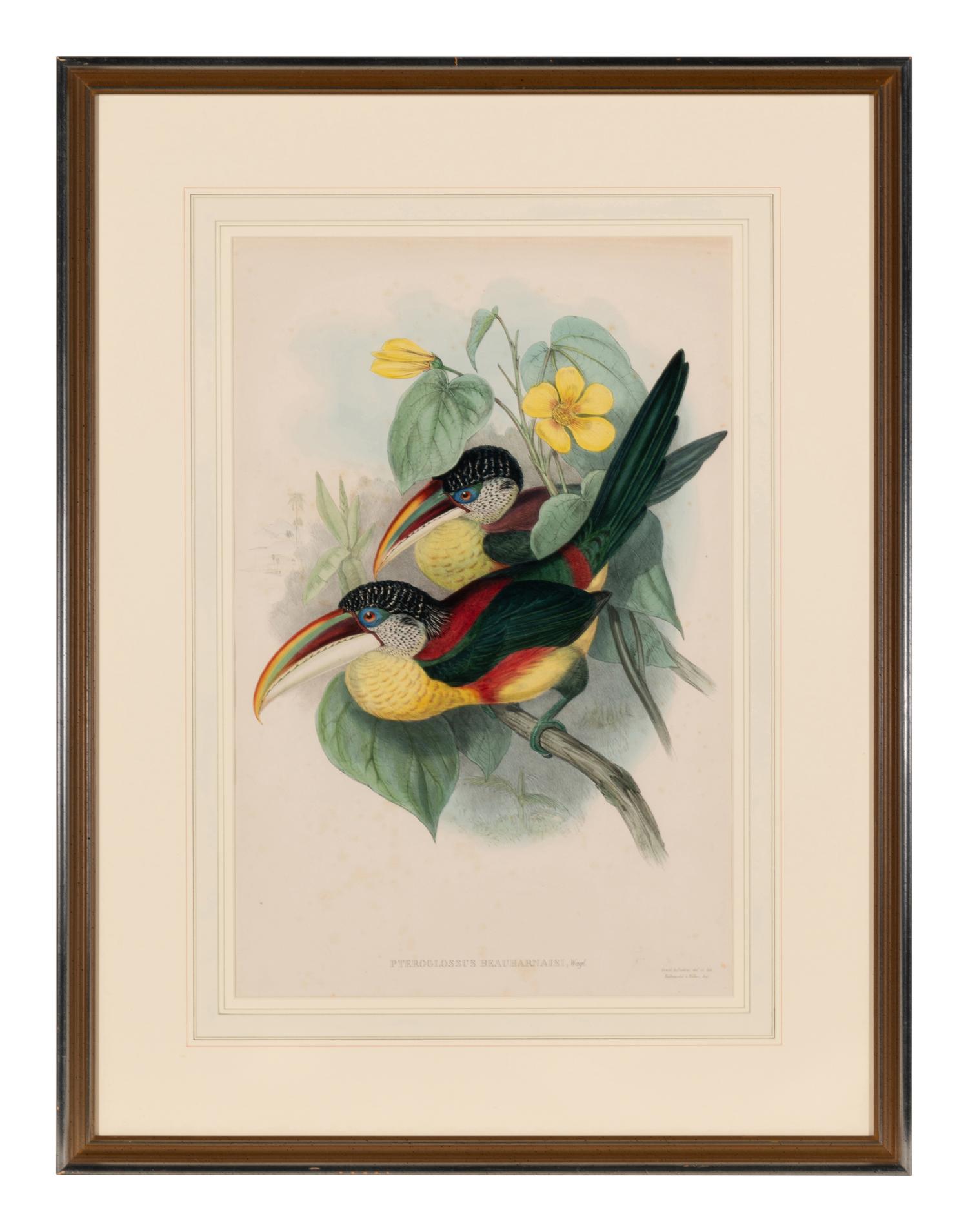 GOULD, John (1804-1881). Pteroglossus beauharnaesii . London, 1833-34.