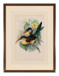 GOULD, John (1804-1881). Pteroglossus beauharnaesii . London, 1833-34.