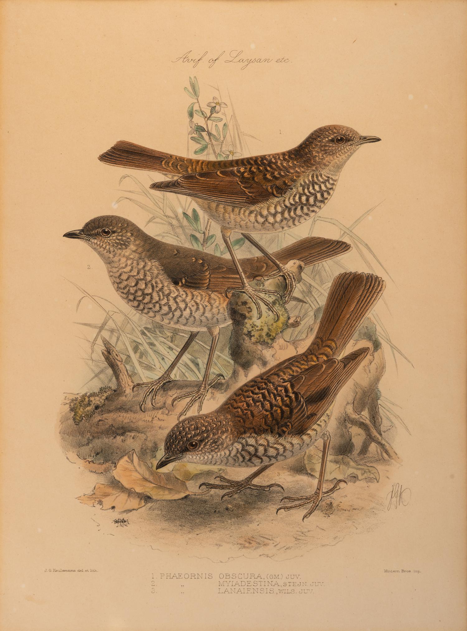 J.G. Keulemans (Dutch, 1842-1912)