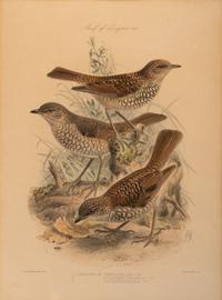 J.G. Keulemans (Dutch, 1842-1912)