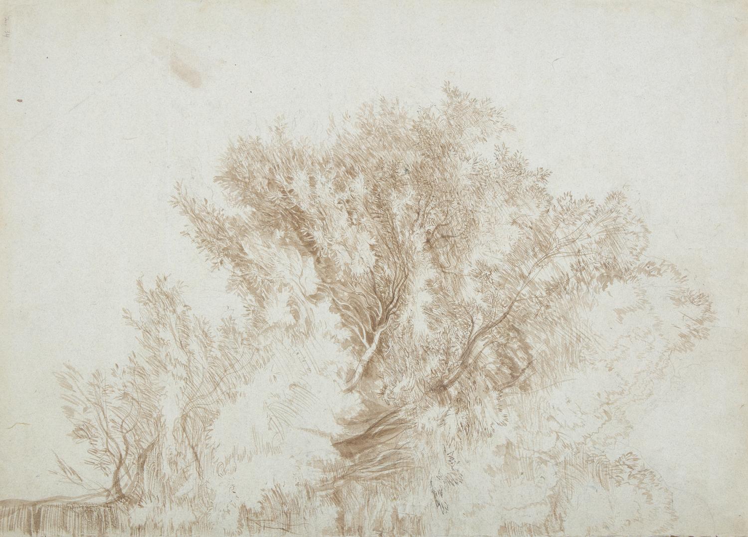 Half of a Tree