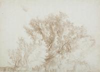 Half of a Tree