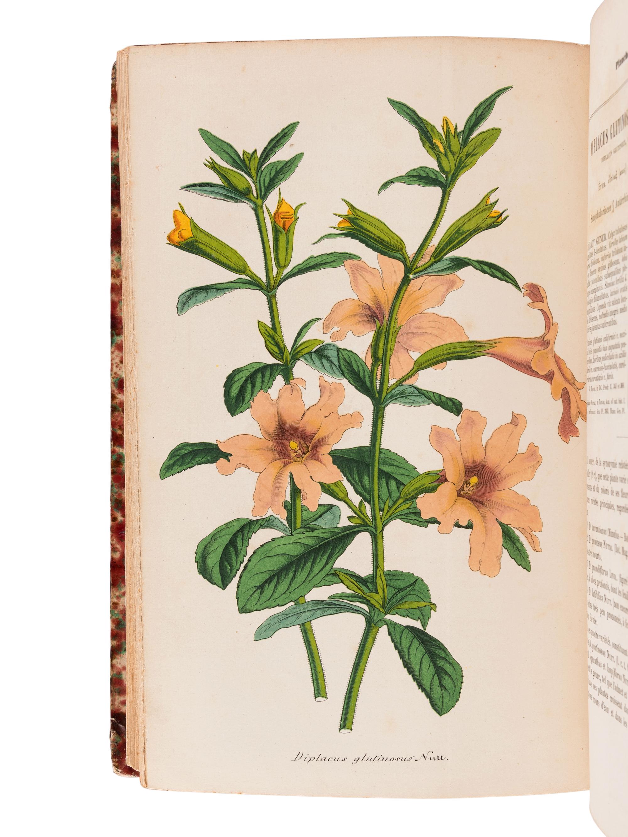 LEMAIRE, Charles (1800-1871). Le Jardin Fleuriste, journal général des progrès et des intérèts horticoles et botaniques . Ghent: F. & E. Gyselinck, 1851-1854.