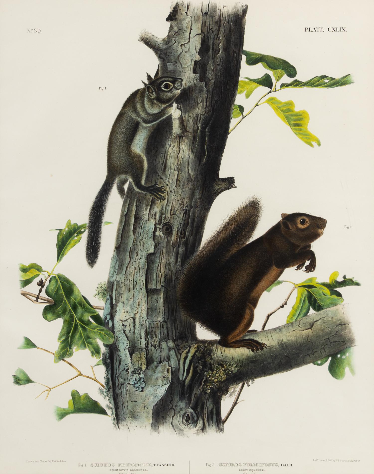 [NATURAL HISTORY]. After John James AUDUBON. Long Haired Squirrel -- Douglass Squirrel -- Fremont's Squirrel.