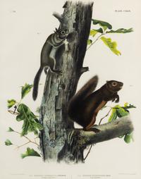 [NATURAL HISTORY]. After John James AUDUBON. Long Haired Squirrel -- Douglass Squirrel -- Fremont's Squirrel.