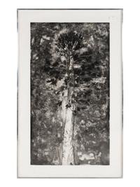 The Pine in a Storm of Aquatint
