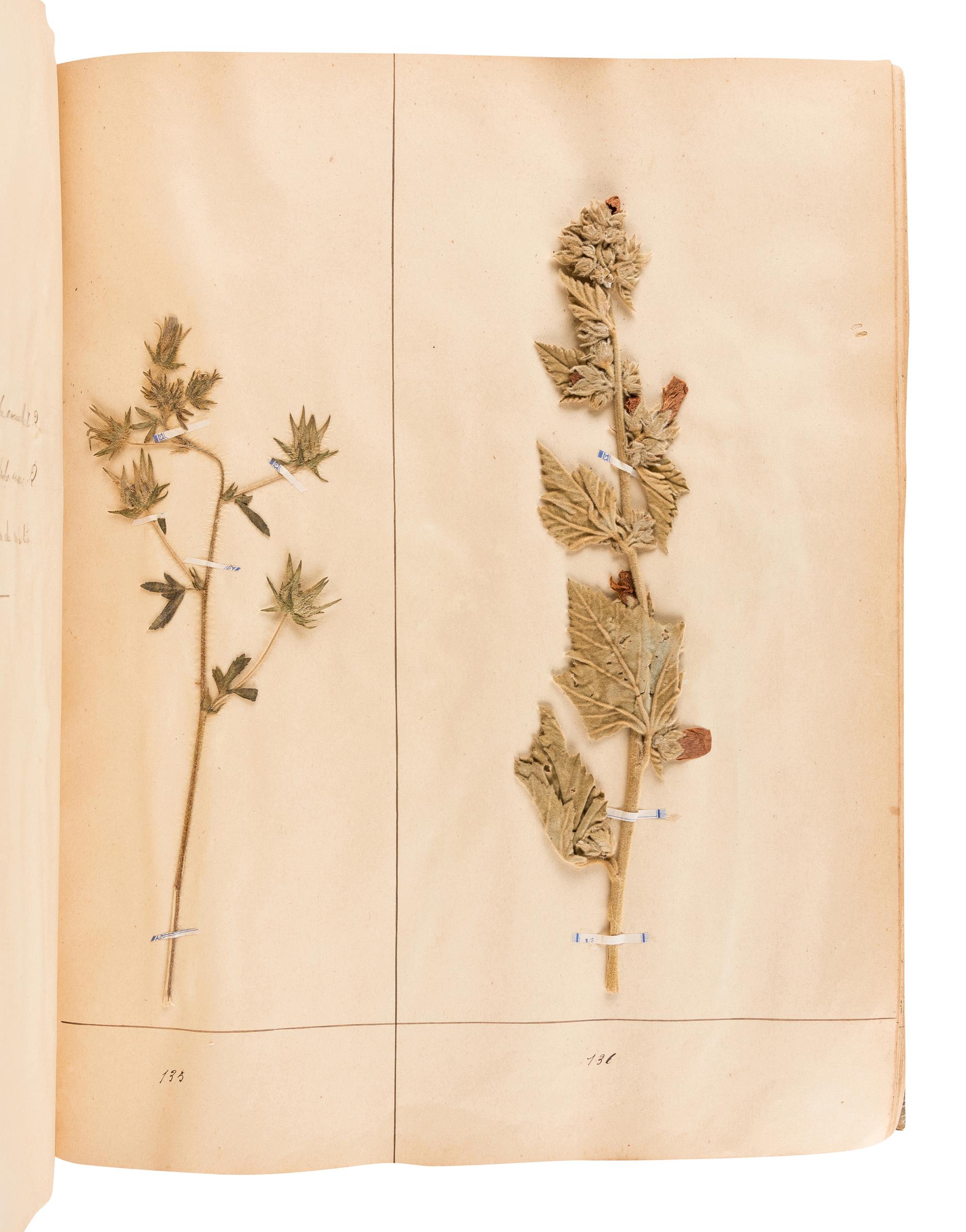 [SPECIMEN ALBUM - HERBARIUM]. DUPOUX, Jacques. "Cahier de Botanique a Dupoux Jacques." Collected 1895-1896.