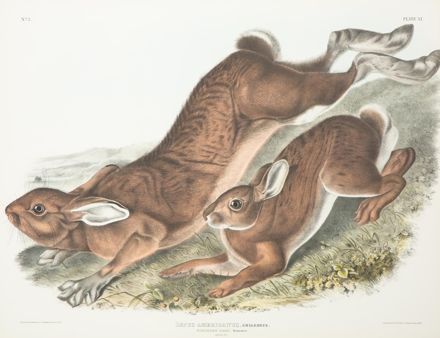 Lepus Americanus , Lepus Aquaticus , Lepus Nigricaudatus , and Lepus Palustris (Four Works)
