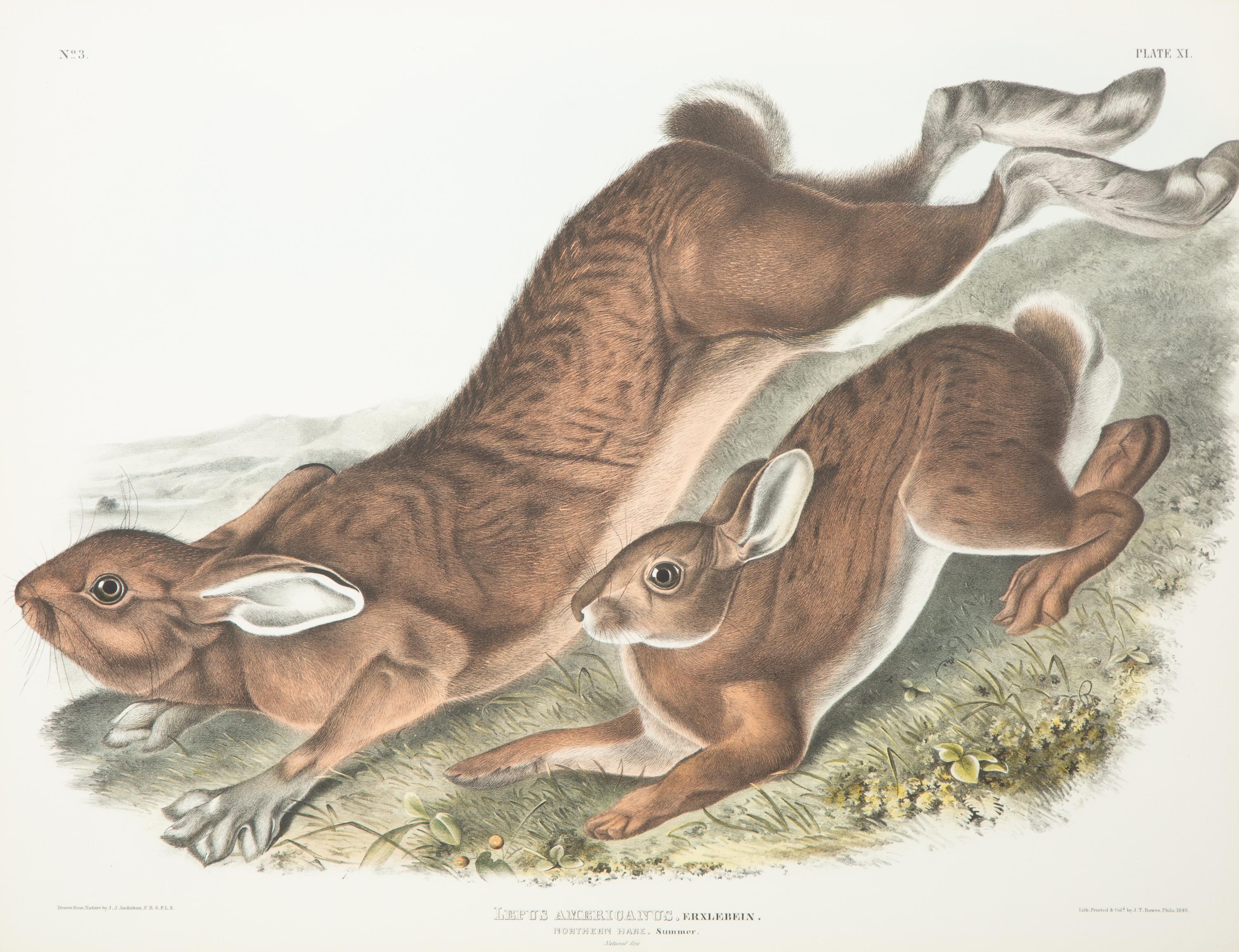 Lepus Americanus , Lepus Aquaticus , Lepus Nigricaudatus , and Lepus Palustris (Four Works)
