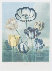A Group of Seven Hand Colored Engravings Largest 27 x 21 inches. — 19TH CENTURY