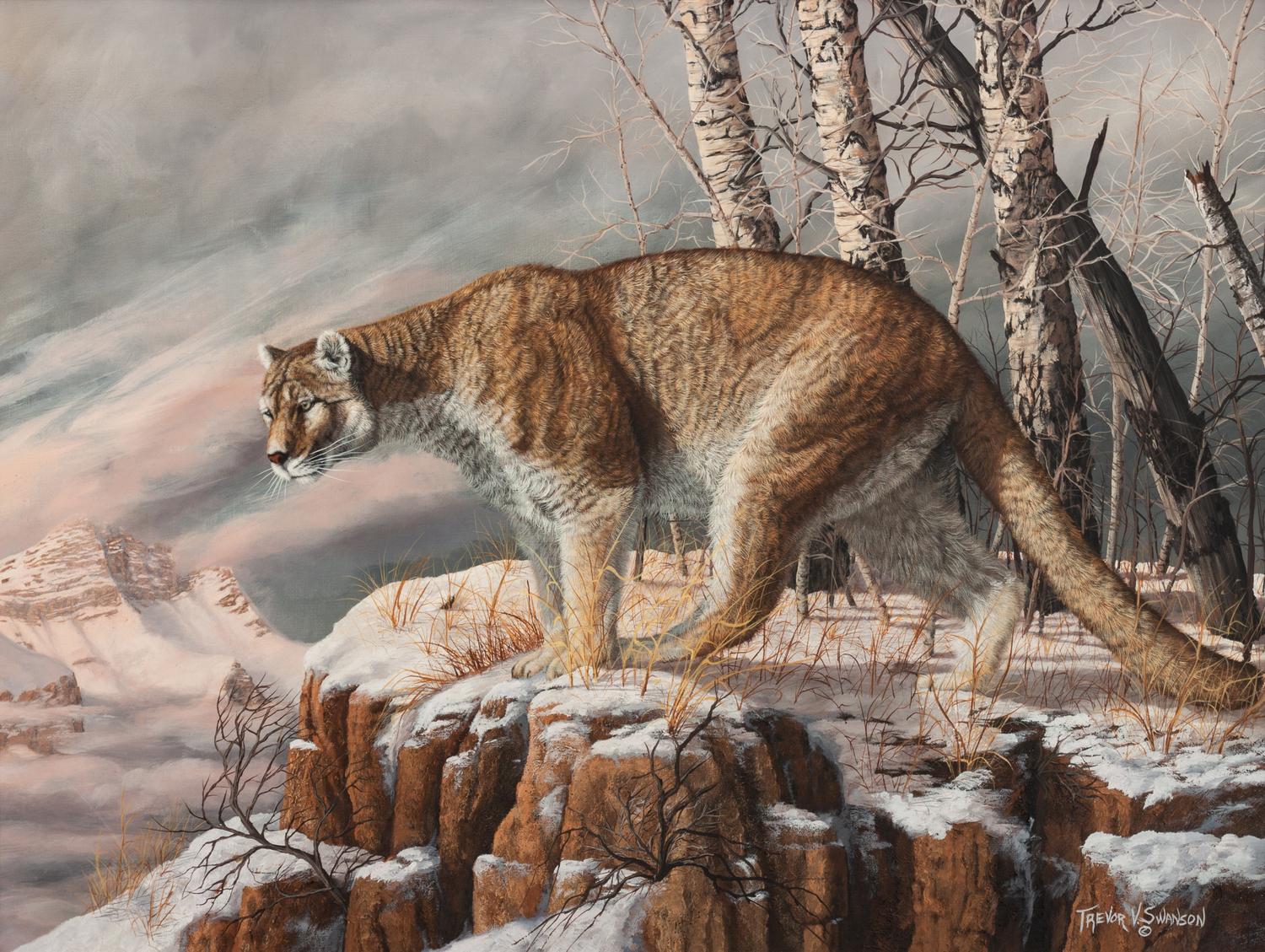Mountain Lion