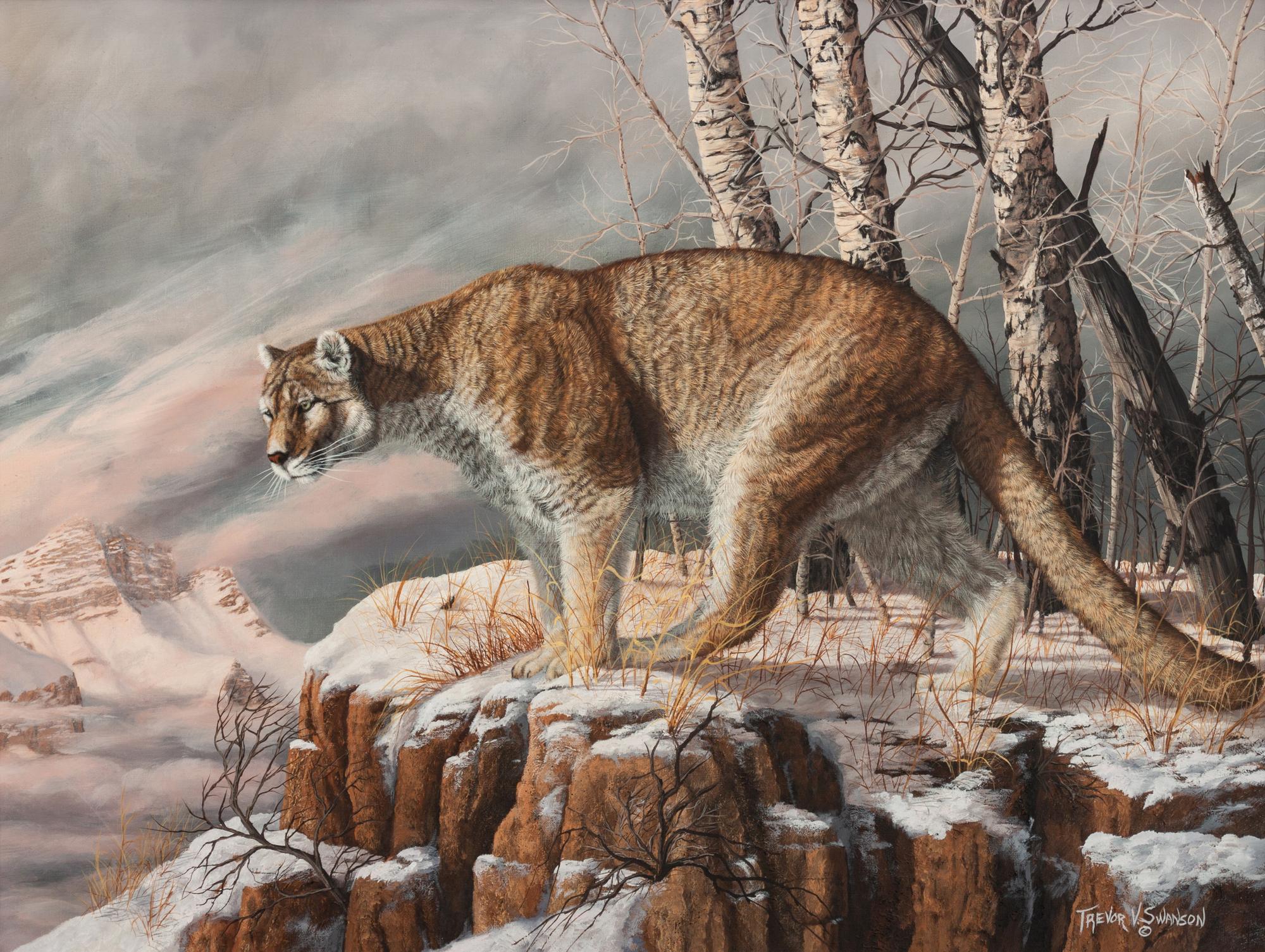 Mountain Lion