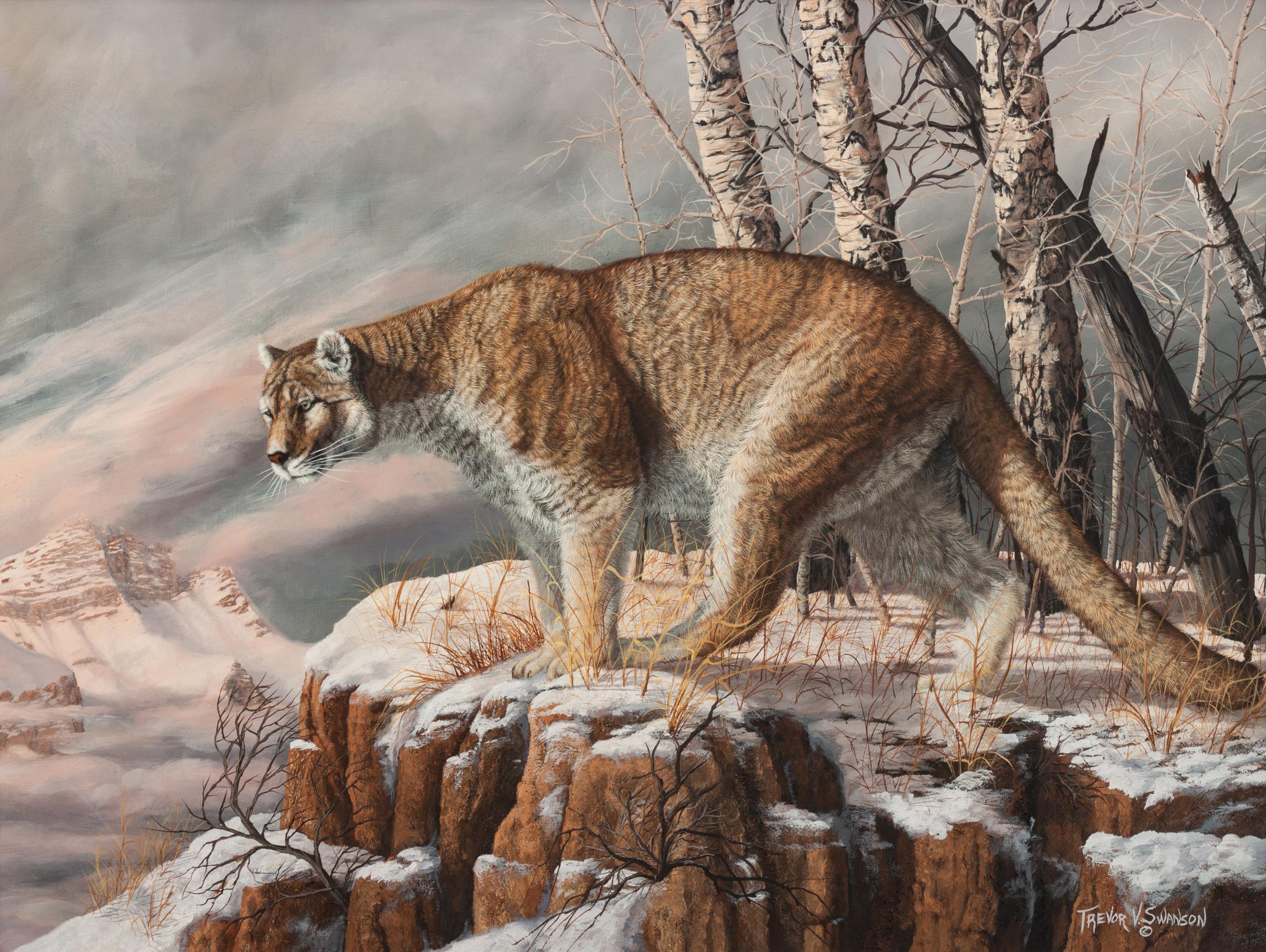 Mountain Lion