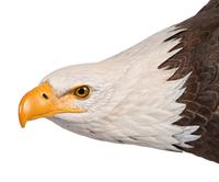 Approaching Storm (Bald Eagle) , 1988