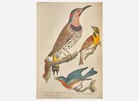 [Natural History] [Cuvier, Georges] Wilson, Alexander: American Ornithology; or, the Natural History of the Birds of the United States...