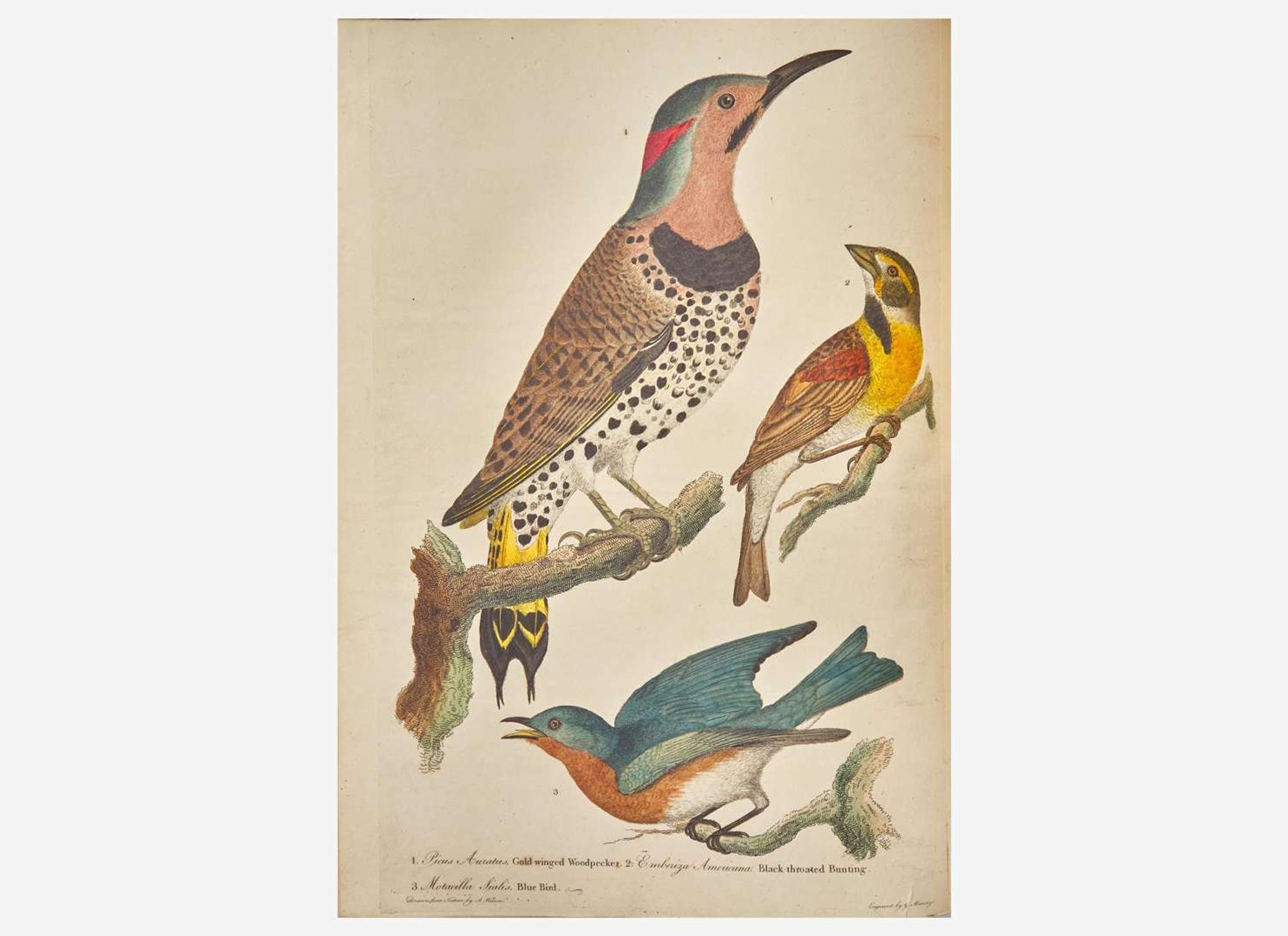 [Natural History] [Cuvier, Georges] Wilson, Alexander: American Ornithology; or, the Natural History of the Birds of the United States...