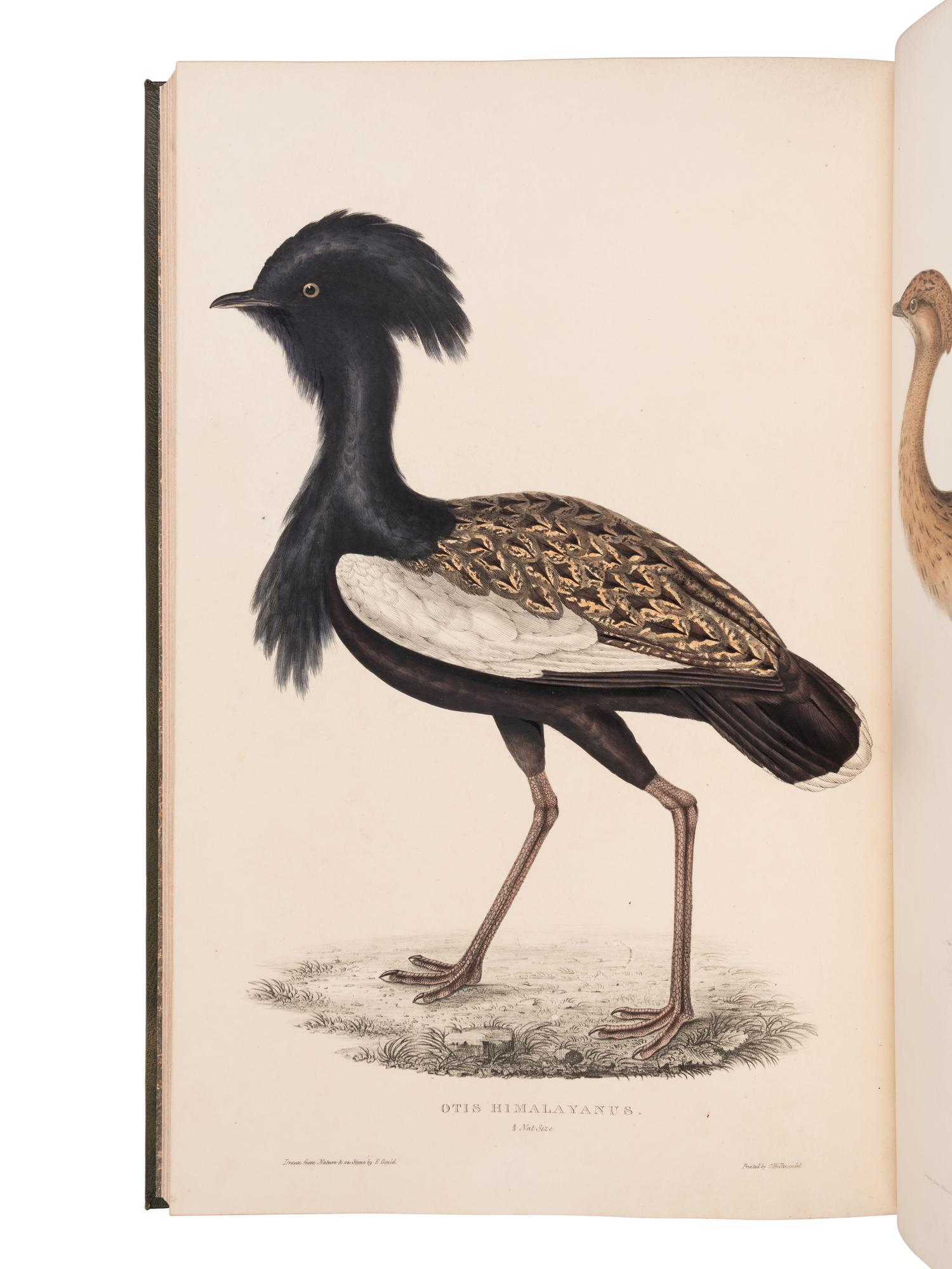 [NATURAL HISTORY]. GOULD, John (1804-1881) and Nicholas Aylward VIGORS (1787-1840). A Century of Birds from the Himalaya Mountains . London: [for the Author], 1831-[1832].