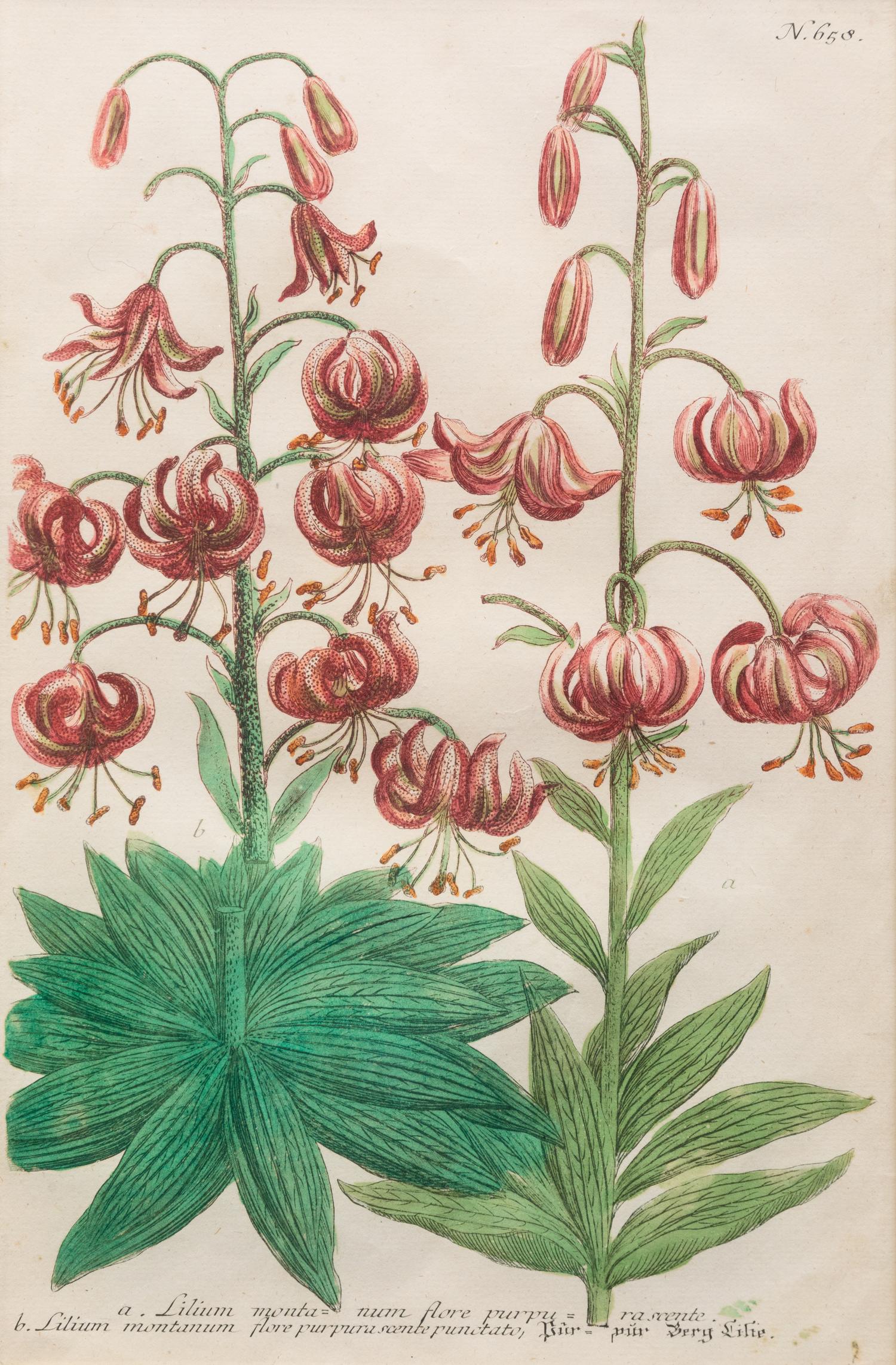 A Group of Johannes Weinamann Botanical Prints from Phytanthoza Iconographia (1737-1745)