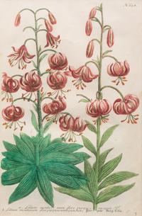 A Group of Johannes Weinamann Botanical Prints from Phytanthoza Iconographia (1737-1745)