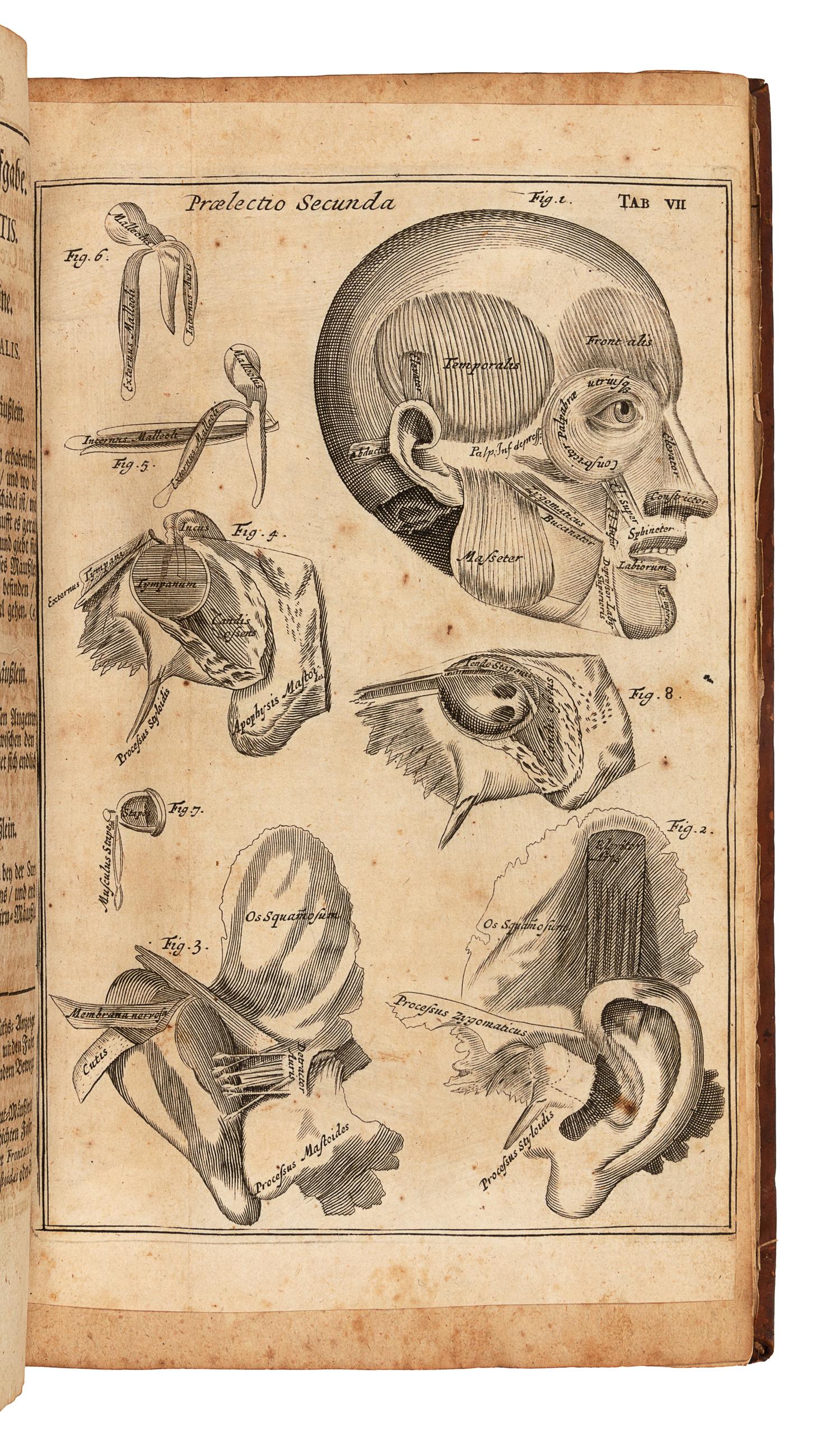 BROWNE, John (1642-1700). Verteutschte neue Beschreibung derer in dem menschlichen Coerperefindlichen Musculen. Berlin, 1704.