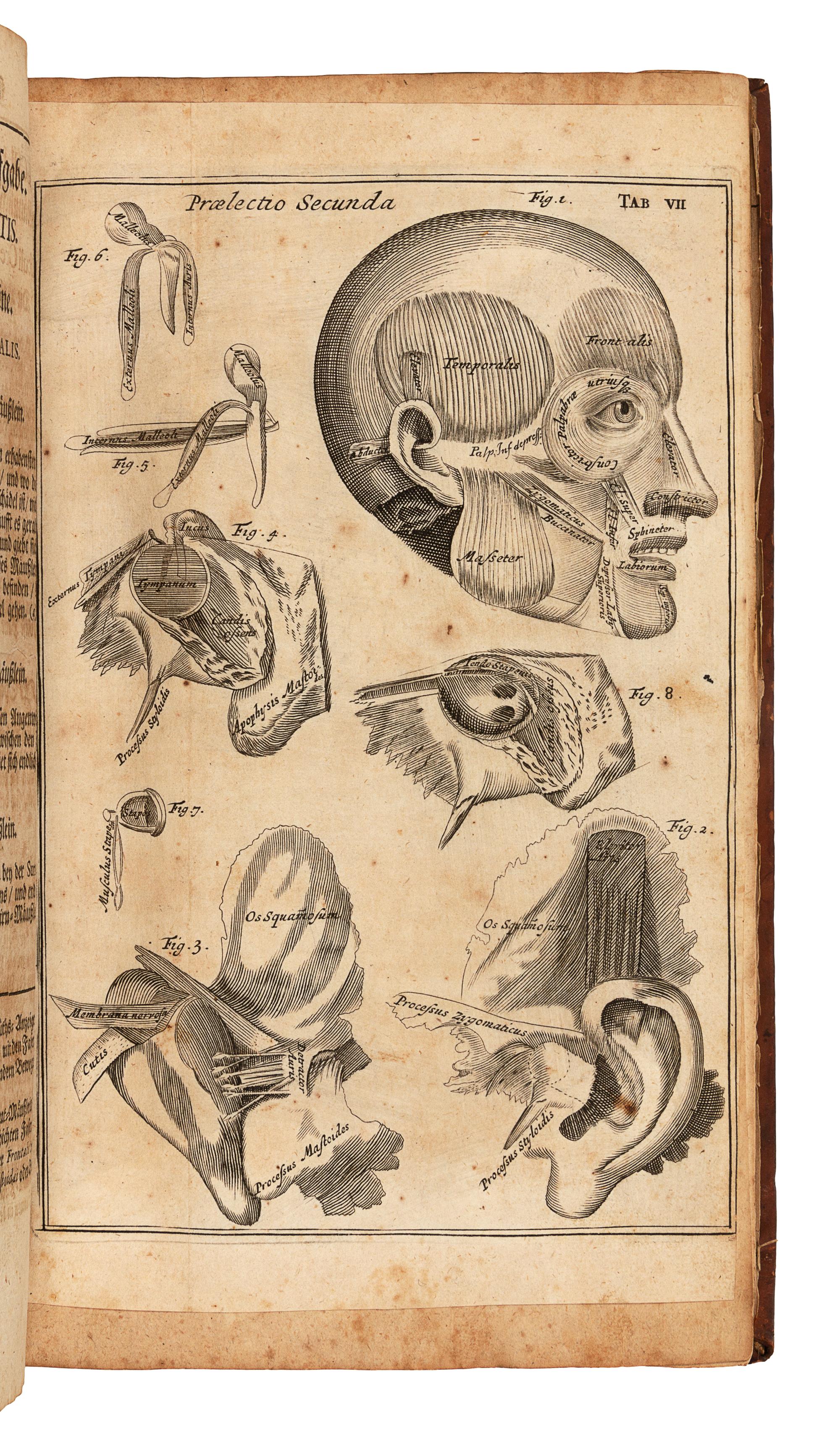 BROWNE, John (1642-1700). Verteutschte neue Beschreibung derer in dem menschlichen Coerperefindlichen Musculen. Berlin, 1704.