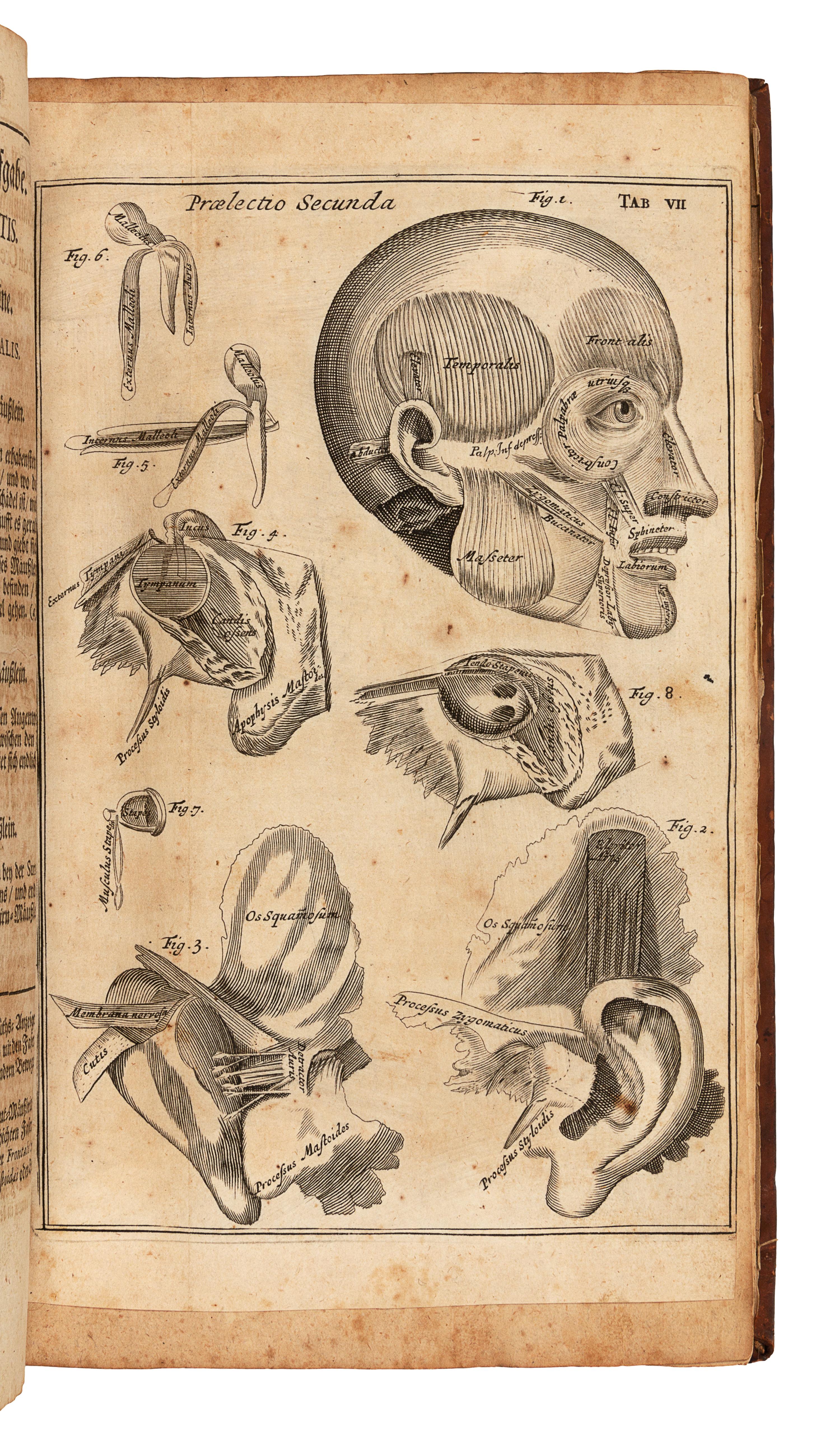 BROWNE, John (1642-1700). Verteutschte neue Beschreibung derer in dem menschlichen Coerperefindlichen Musculen. Berlin, 1704.