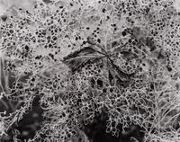 A group of six photographs (from Juxtapositions printed by George Tice with labels signed by George Tice and Joanna Steichen)