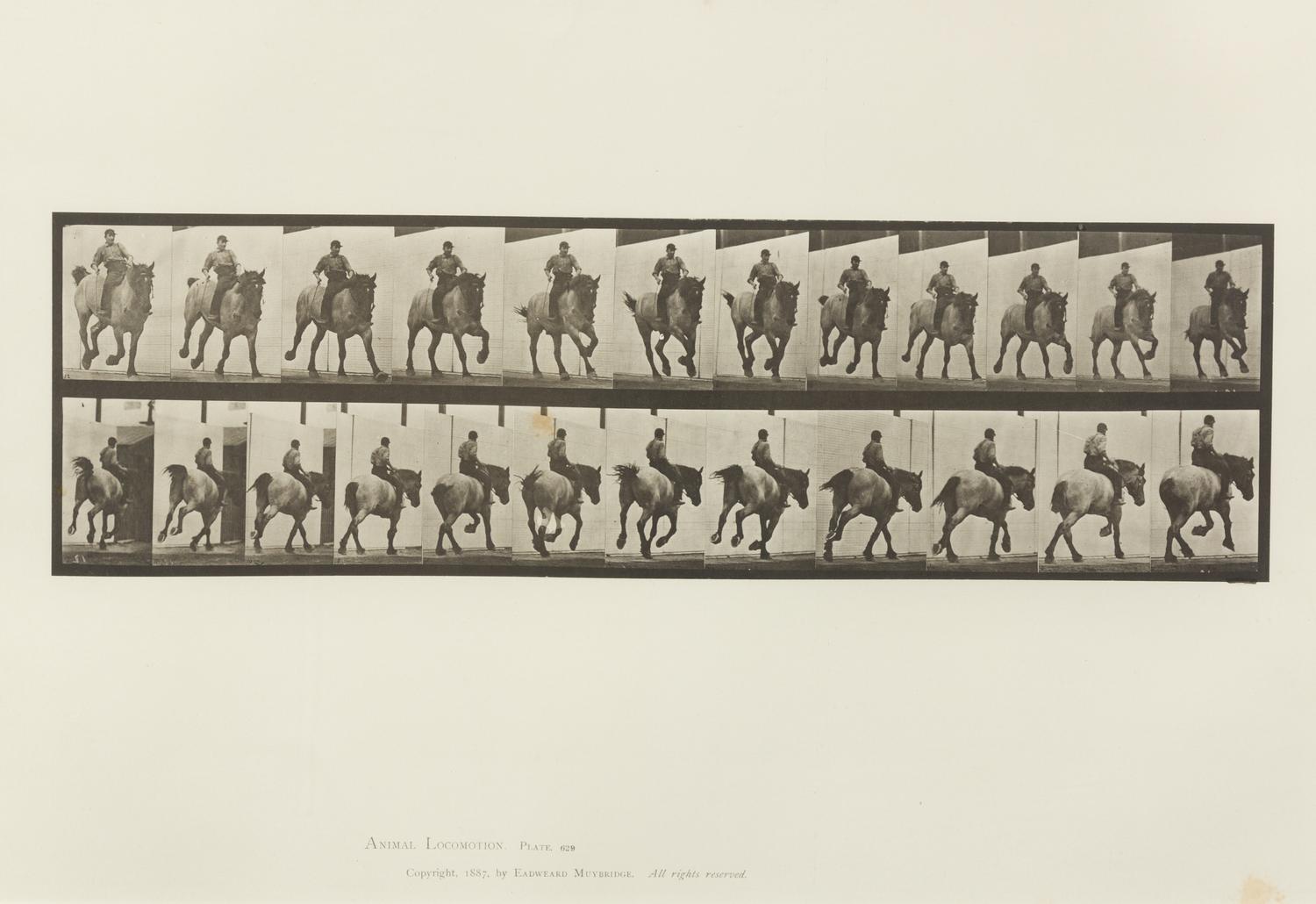 Eadweard Muybridge, (American/British, 1830-1904), Animal Locomotion Plate 573, Animal Locomotion Plate 629 and Animal Locomotion Plate
