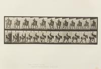 Eadweard Muybridge, (American/British, 1830-1904), Animal Locomotion Plate 573, Animal Locomotion Plate 629 and Animal Locomotion Plate