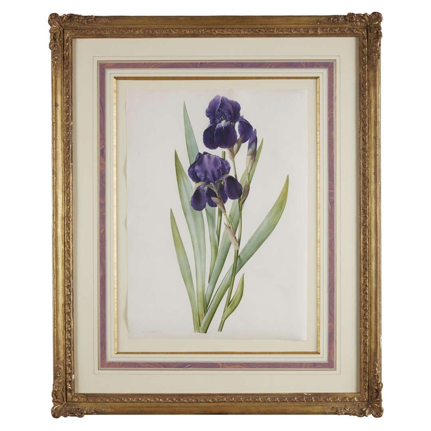 Pierre-Joseph Redouté (French, 1759–1840) Iris Germanica (From "Les Liliacées")