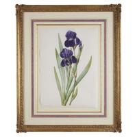 Pierre-Joseph Redouté (French, 1759–1840) Iris Germanica (From "Les Liliacées")