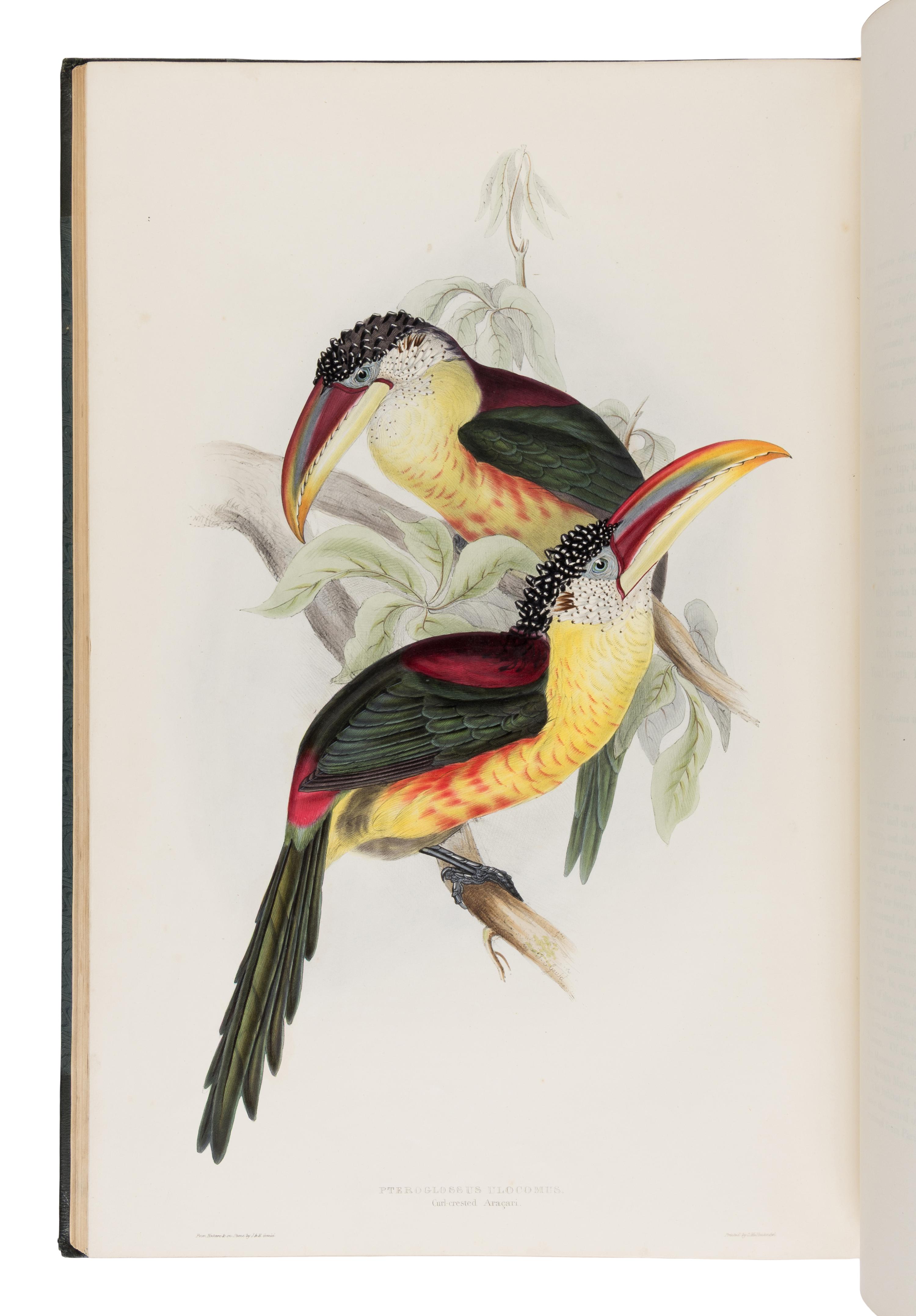 [Natural History]. Gould, John (1804-1881). A Monograph of the Ramphastidae, or Family of Toucans . London: Published by the Author, [1833-] 1834 [-1835].