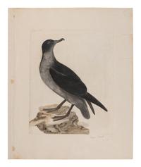 SELBY, Prideaux John (British, 1788-1867) Cinerous Shearwater (Plate 102) Twizell House, 1832