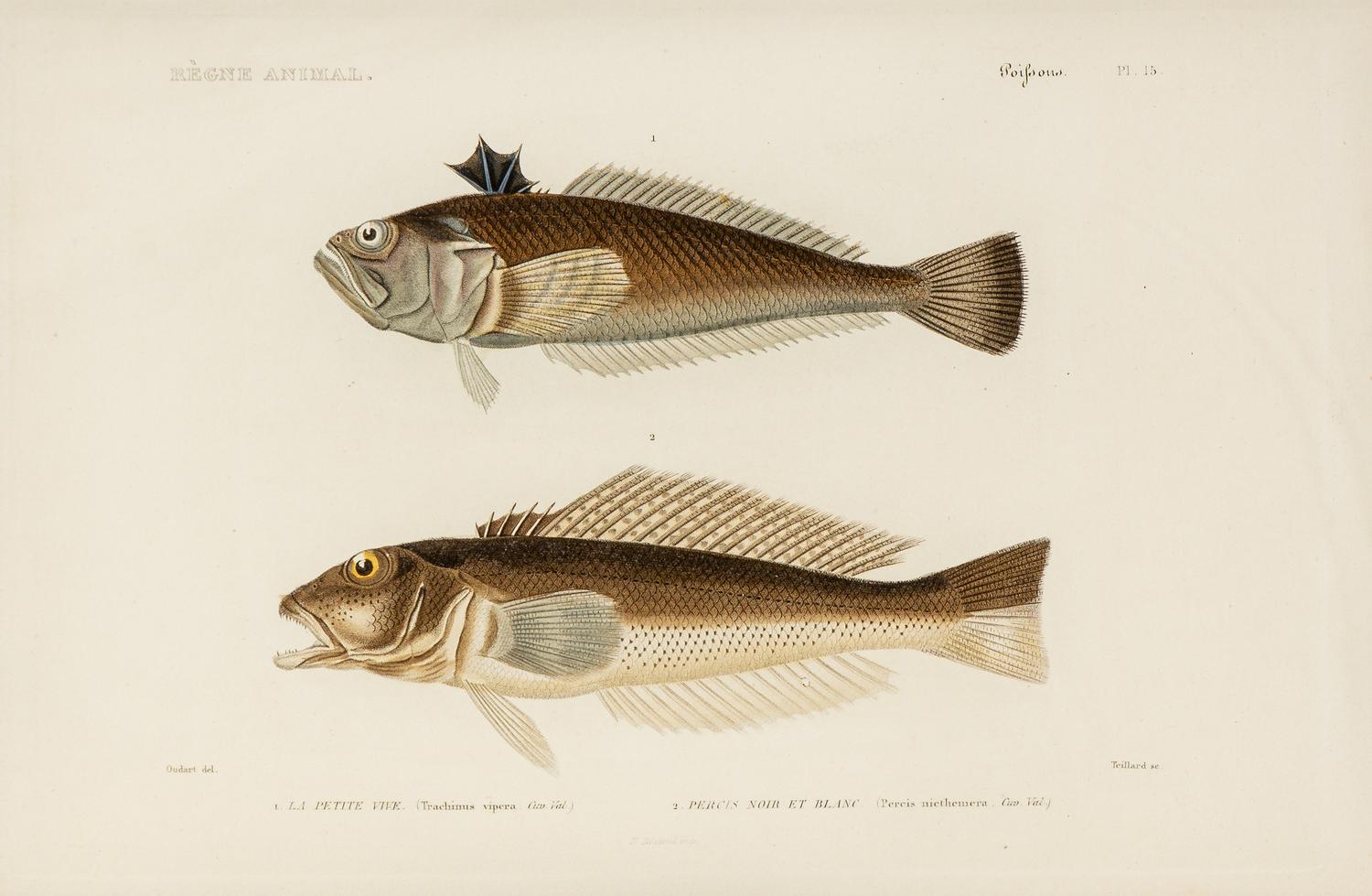 A Set of Eight Hand-Colored Fish Engravings