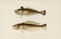 A Set of Eight Hand-Colored Fish Engravings