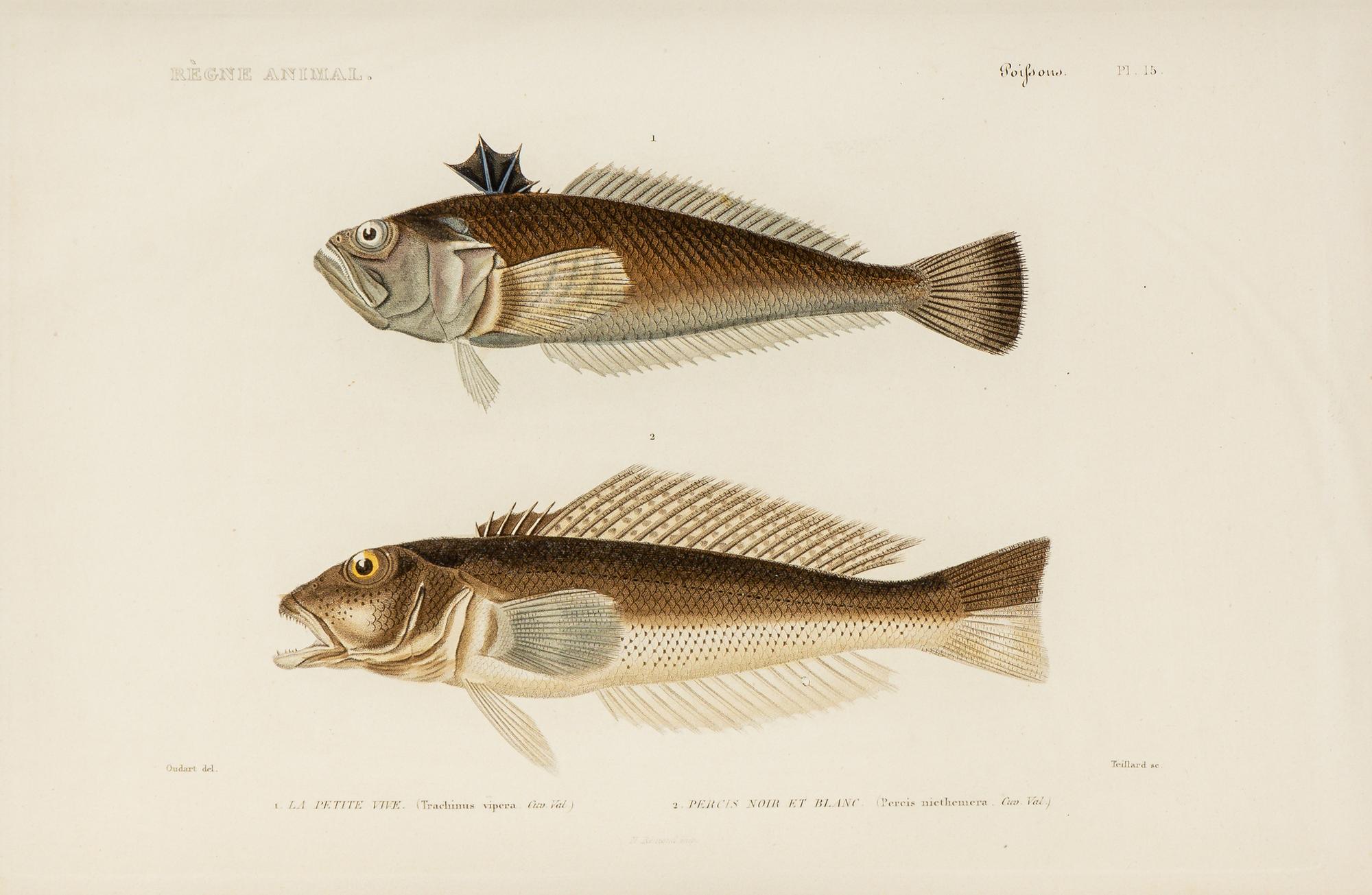 A Set of Eight Hand-Colored Fish Engravings
