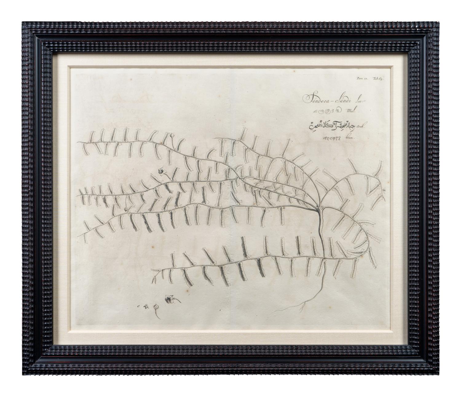 A Set of Six Framed Botanical Engravings