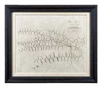 A Set of Six Framed Botanical Engravings