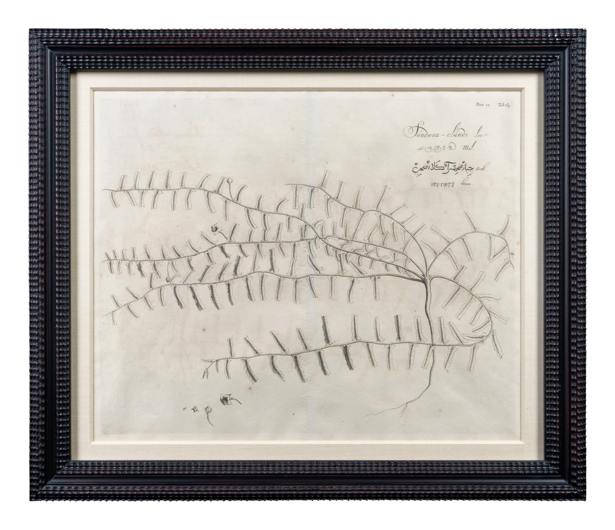 A Set of Six Framed Botanical Engravings