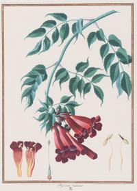 A Set of Eight Framed Botanical Prints