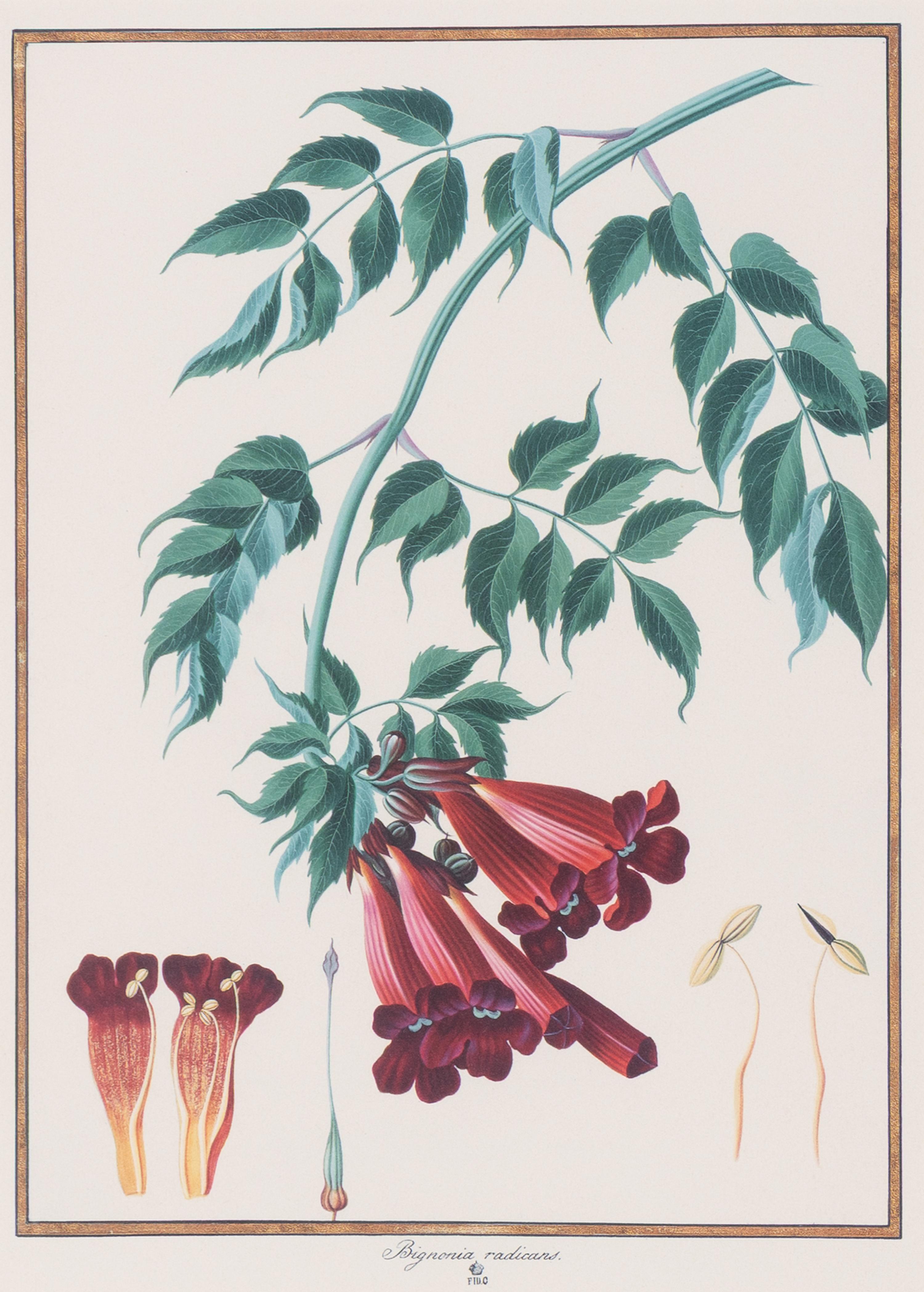 A Set of Eight Framed Botanical Prints