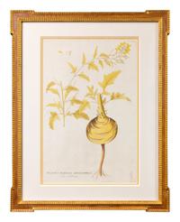 A Set of Four Framed Hand-Colored Botanical Engravings